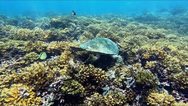 Tropical fish over the reef in Coiba National Park
