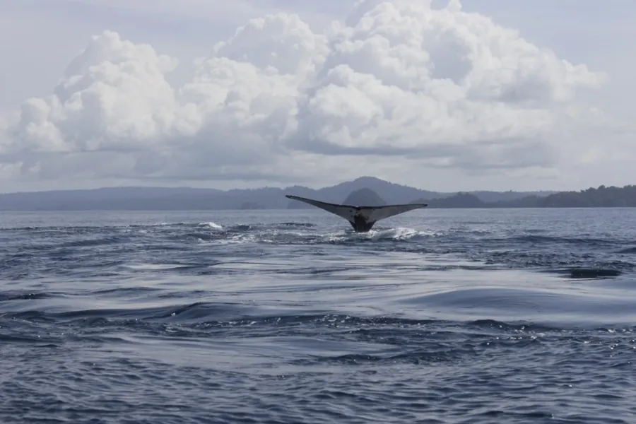 Humpback whale fluke off Coiba National Park, Panama