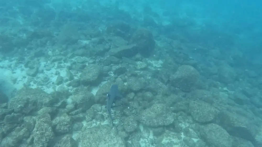 A whitetip reef shark on the bottom