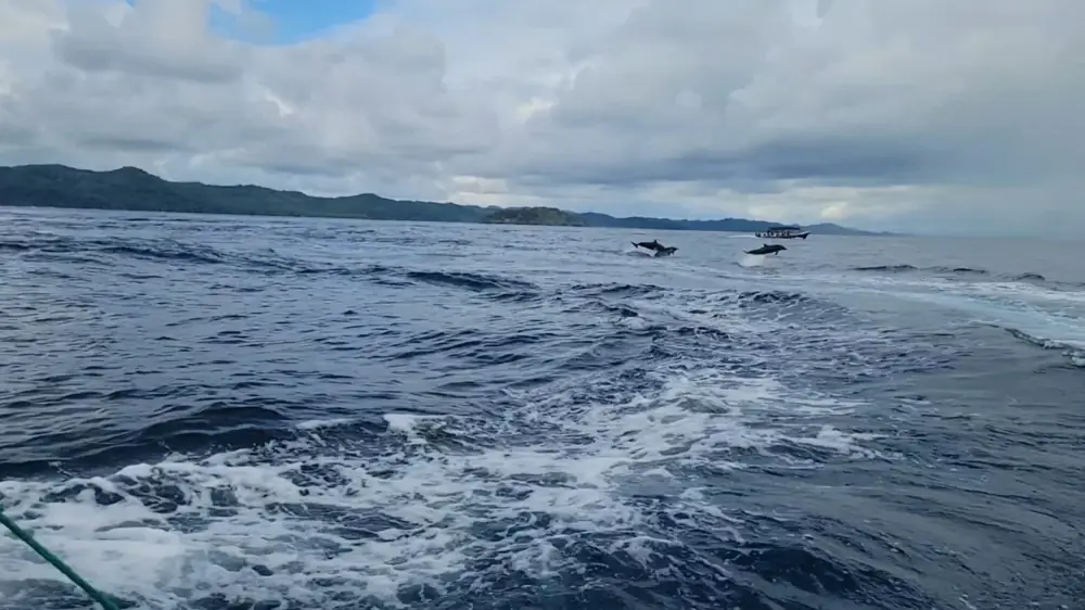Wild dolphins on the way out to Coiba