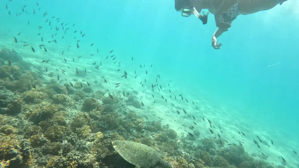 Snorkeler over the reef beside a sea turtle, Coiba