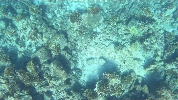 A healthy coral reef in Coiba National Park, Panama, the kind of habitat where white-tip reef sharks patrol