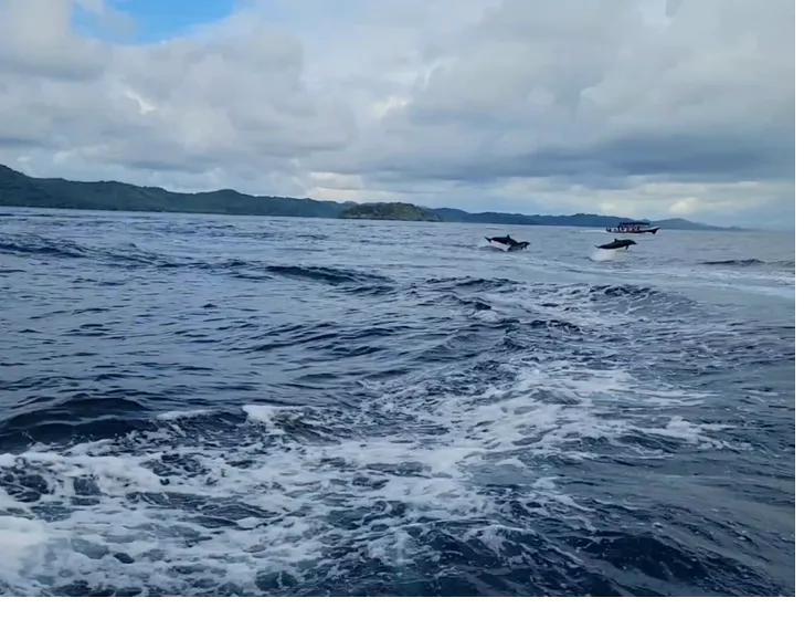 Wild dolphins leaping next to the boat in Coiba National Park, Panama
