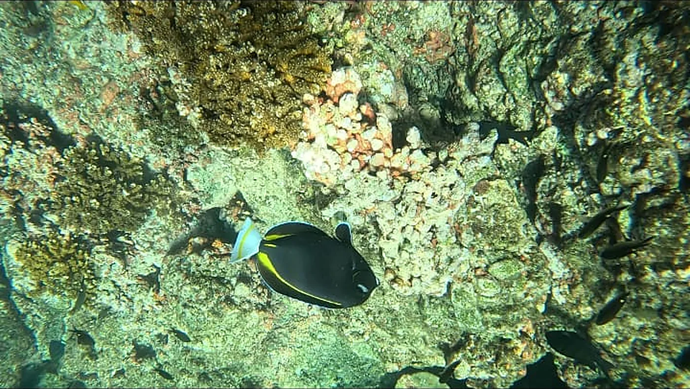 A dark surgeonfish over the rocky reef in Coiba National Park