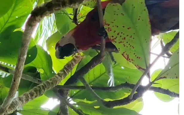 A scarlet macaw, one of Panama's iconic rainforest birds