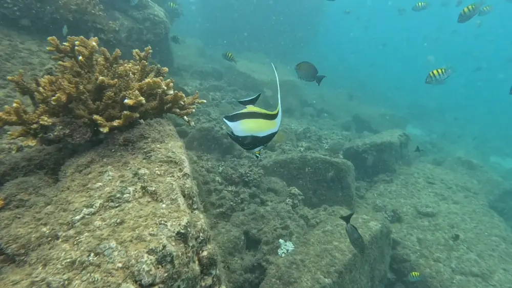 Moorish idol and reef fish over the coral