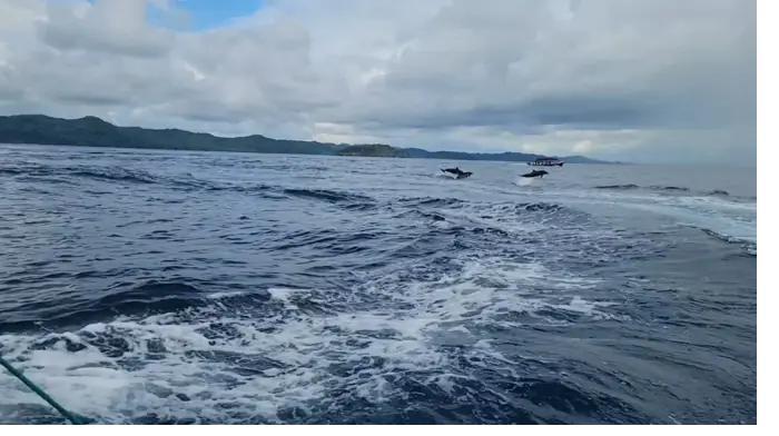 Wild dolphins leaping beside the boat off Coiba, Panama
