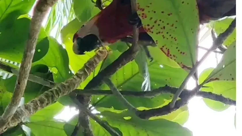 A scarlet macaw in the rainforest canopy of Coiba National Park, Panama