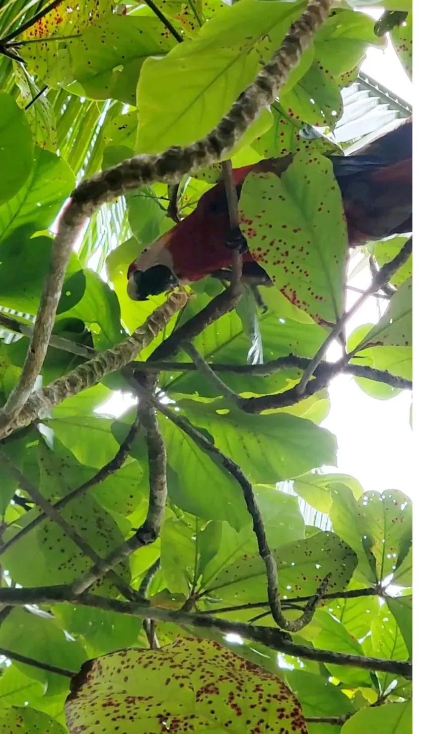 A scarlet macaw in the rainforest canopy of Coiba National Park, Panama
