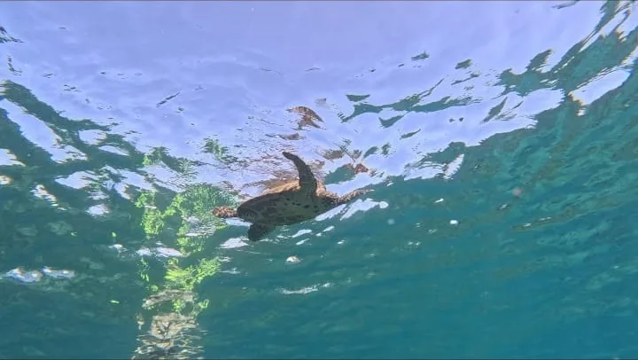 A sea turtle swimming up toward the sunlit surface in the clear water of Coiba, Panama