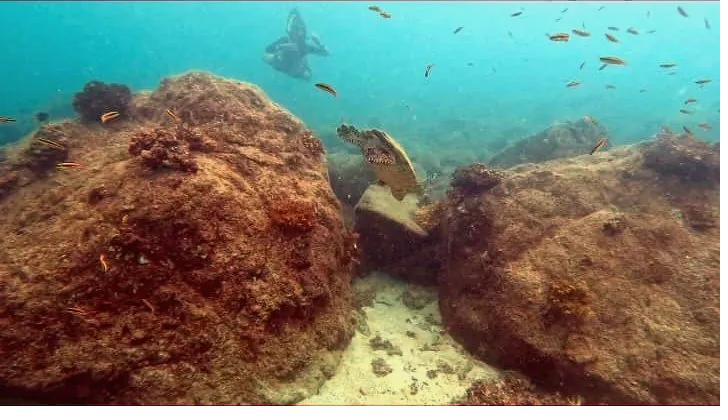 Snorkeler exploring Coiba Island marine reserve