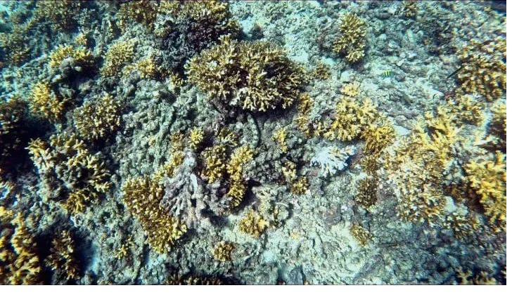 Coral gardens in shallow water
