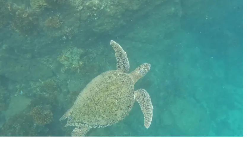 A green sea turtle gliding over the reef in Coiba National Park, Panama