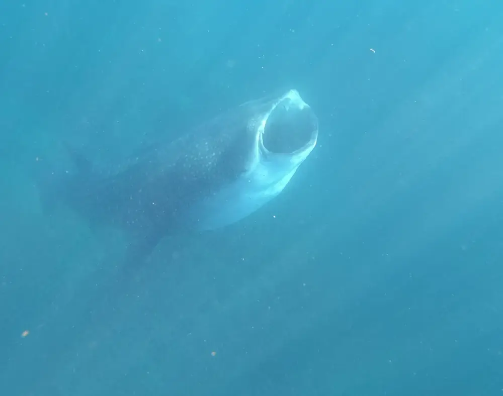 A whale shark cruising past in Coiba National Park