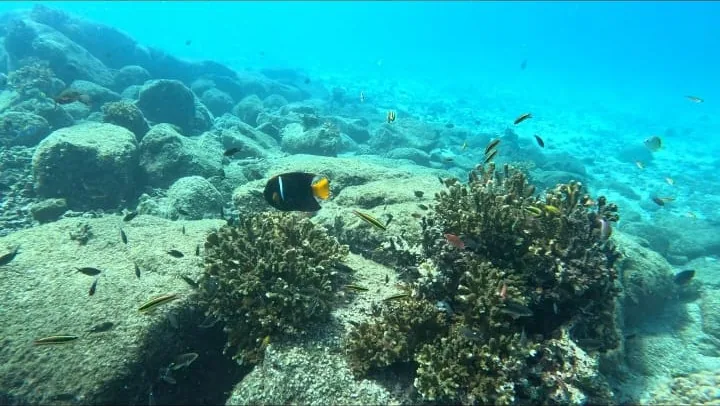 A colourful anemonefish and reef fish among the coral while snorkeling in Coiba National Park, Panama