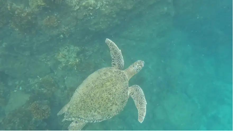 Turtles are one of the first things beginners spot in Coiba