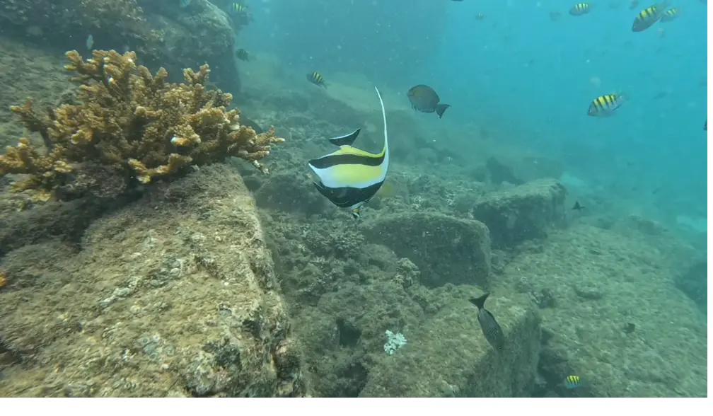 Colourful reef fish in Coiba National Park, near Santa Catalina