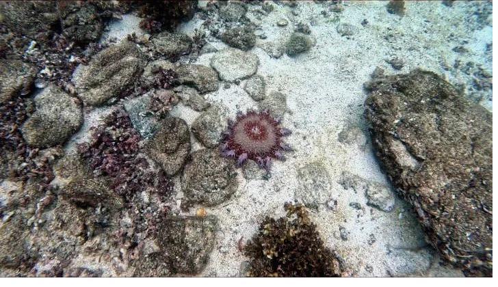 A crown-of-thorns starfish on the sandy bottom