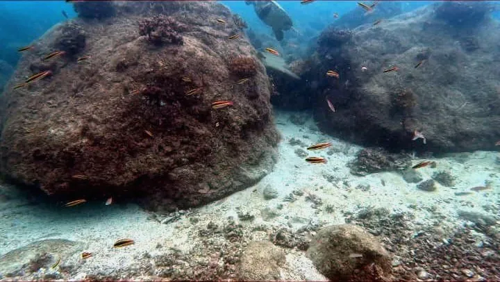 Snorkeler exploring Coiba Island marine reserve