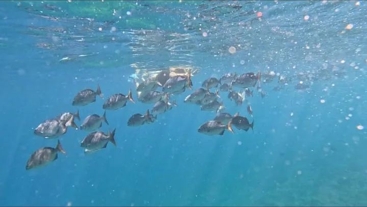 A school of fish lit by sun rays just below the surface while snorkeling in Coiba, Panama