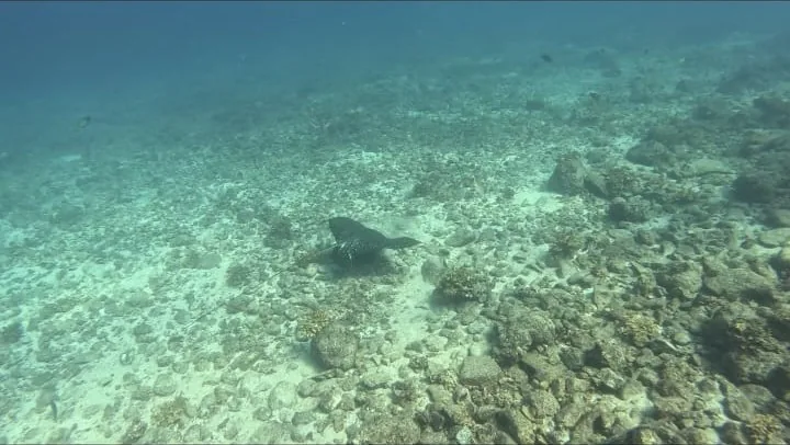 A reef fish resting on the seabed among rocks and coral in Coiba National Park, Panama