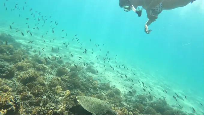A snorkeler at the surface above a sea turtle in Coiba National Park, Panama