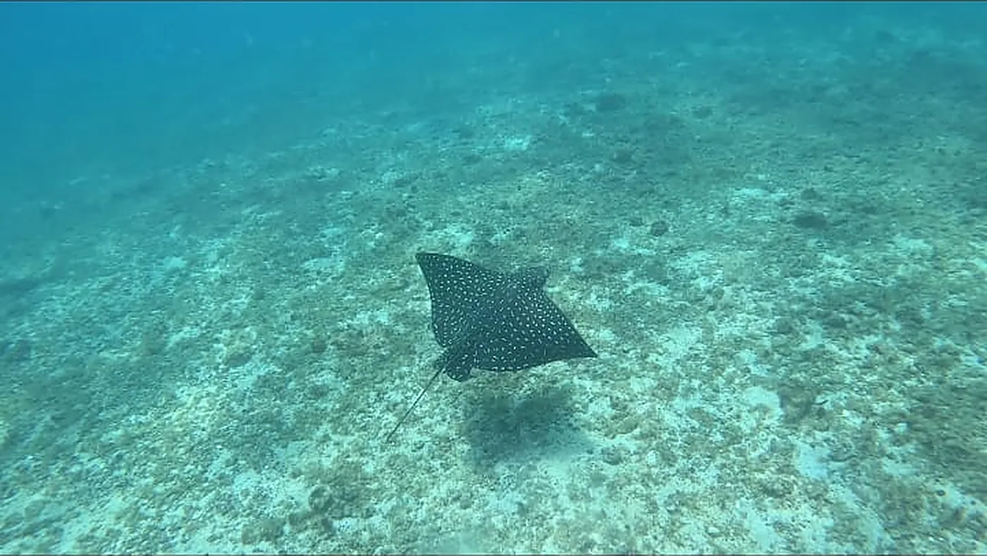A spotted eagle ray gliding over the sandy reef in Coiba National Park, Panama