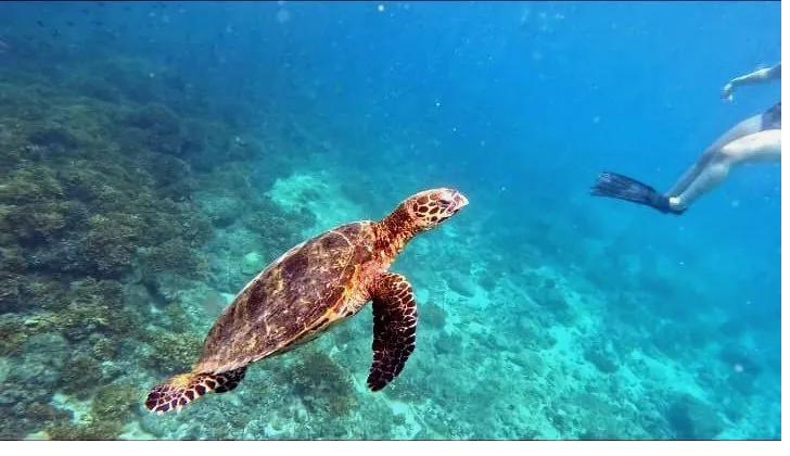 A hawksbill turtle glides over the reef