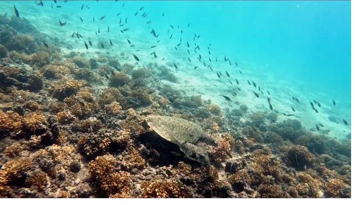 Snorkeling tour in Coiba National Park, Panama