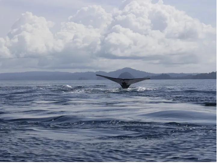 Humpback whale tail in Coiba National Park, Panama — whale watching season July to October
