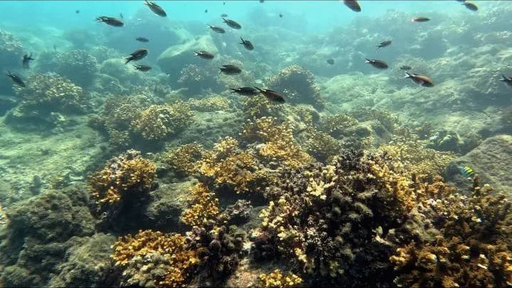 Crystal-clear water of Coiba National Park, Panama