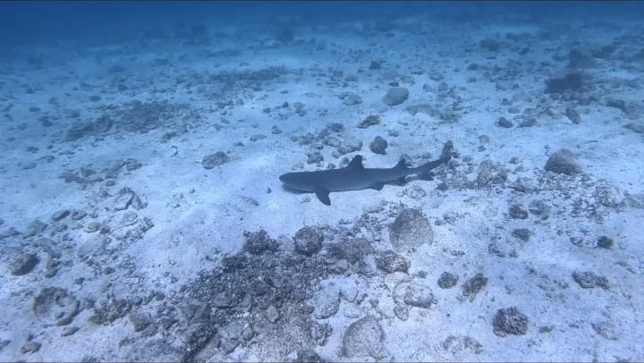A white-tip reef shark resting on the sandy seabed in Coiba National Park, Panama