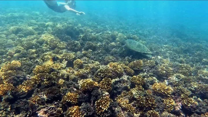Tropical fish over the reef in Coiba National Park