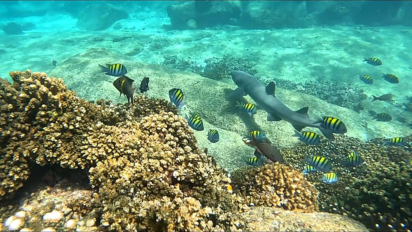 A whitetip reef shark swims over the coral reef among sergeant major fish in Coiba National Park