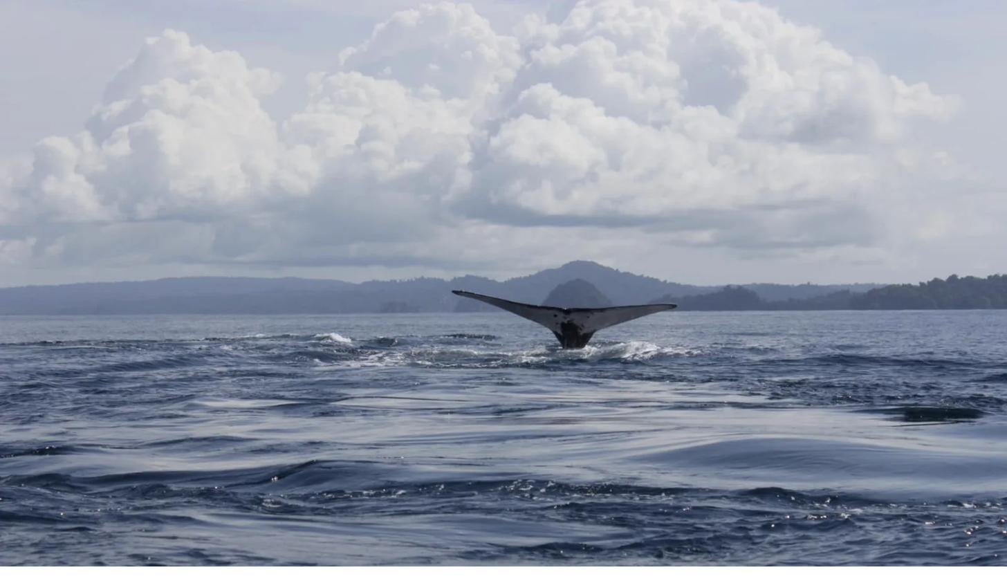 Humpback whale tails in Coiba National Park, Panama — whale watching tour
