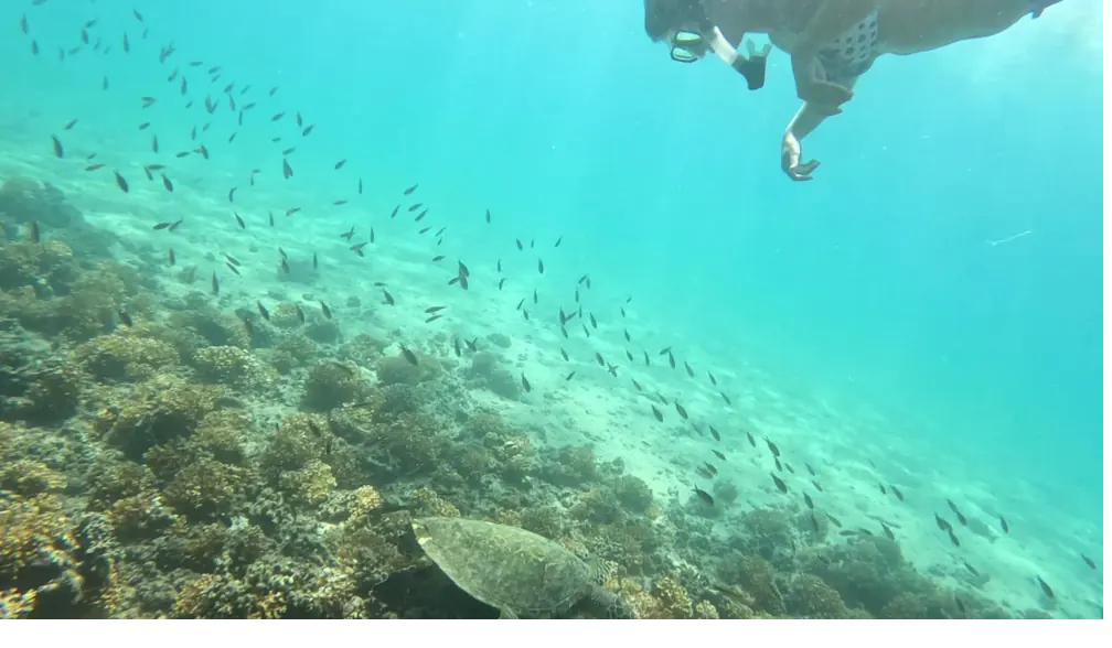 A snorkeler at the surface above a sea turtle in Coiba, Panama