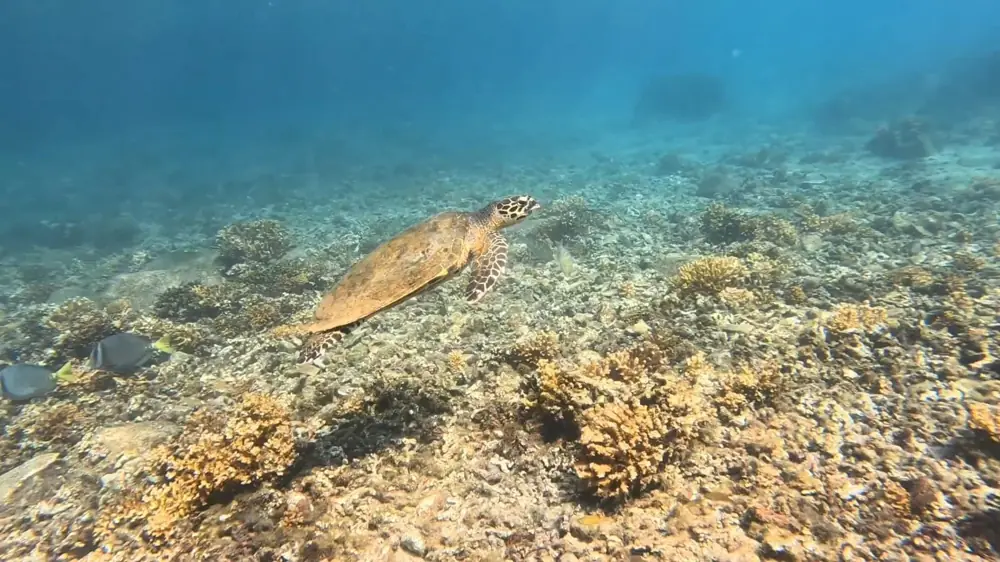 A hawksbill turtle gliding over the reef