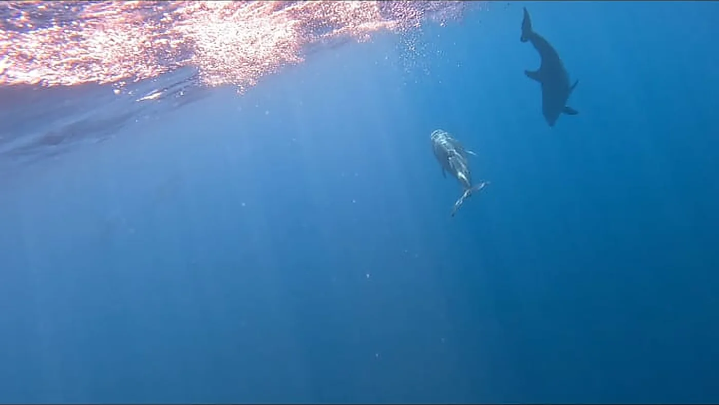 Two wild dolphins swimming near the surface in the blue water off Coiba, Panama