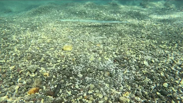 The sandy seabed and reef of Coiba National Park seen while snorkeling in clear Pacific water
