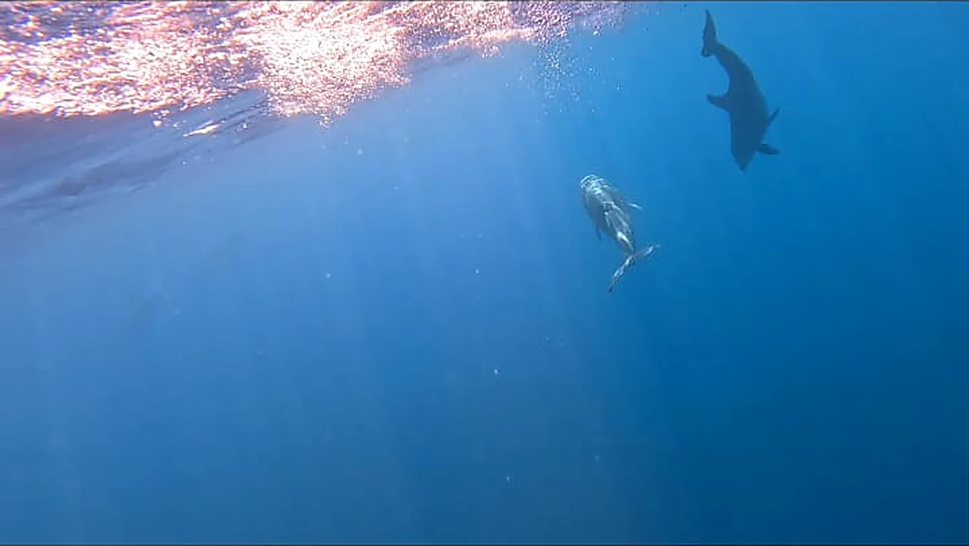 Two wild dolphins swimming just below the surface near Coiba, Panama