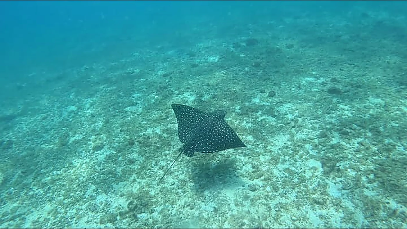 A spotted eagle ray swims over the sandy bottom in clear water in Coiba National Park
