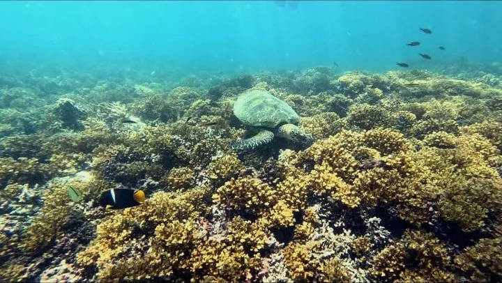 Snorkeling tour in Coiba National Park, Panama