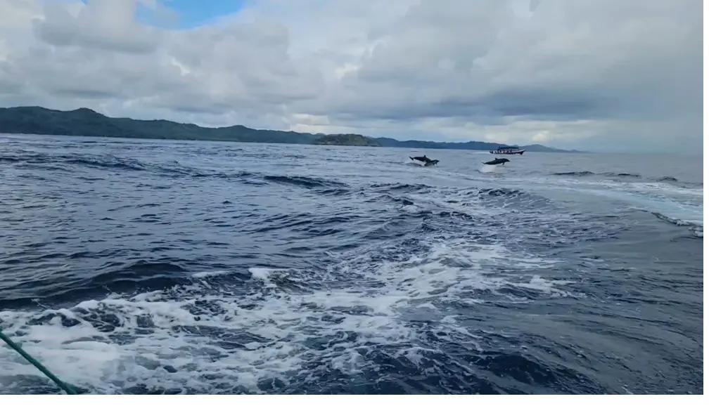 Wild dolphins leaping beside the boat off Coiba, Panama