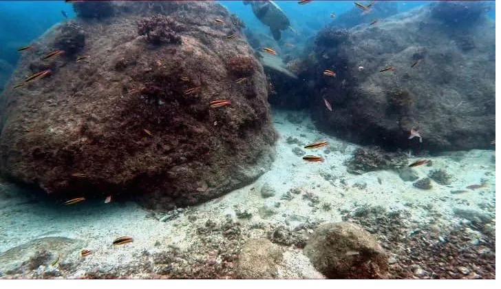 Coiba island