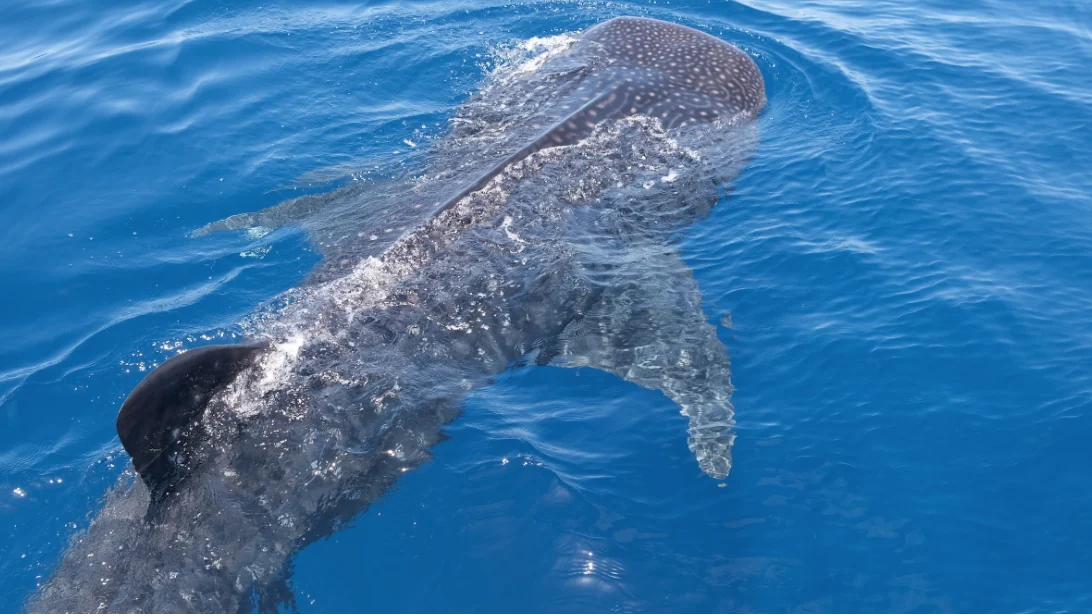 Whale shark swimming near the surface in Coiba National Park, Panama